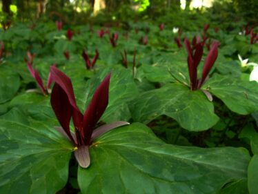 Leach Botanical Garden